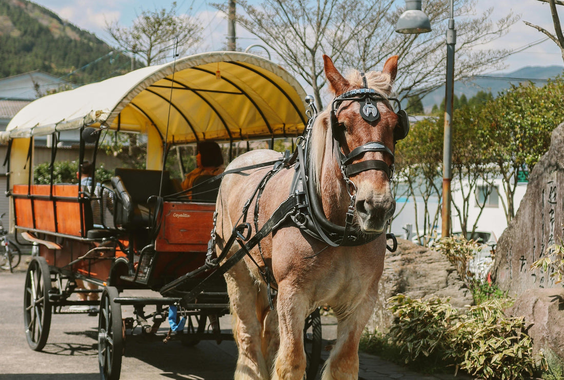 Tubac Transportation - The Horse Leads The Way